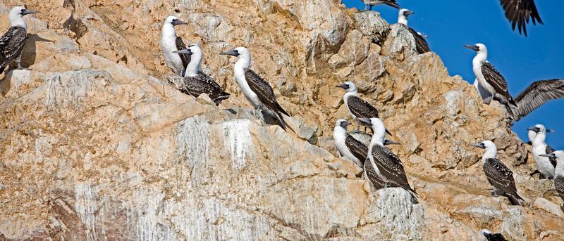 Guano: Der Schatz der Chincha und sein Einfluss auf ein altes Reich