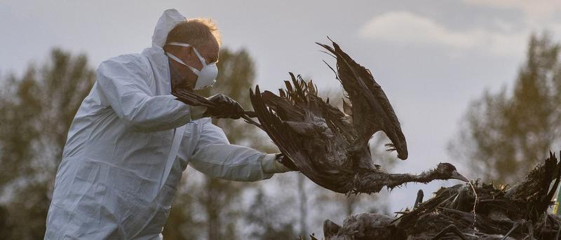 Vogelgrippe in Europa