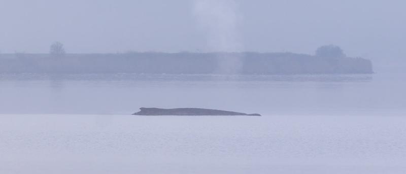 Der letzte Kampf eines Buckelwals in der Ostsee