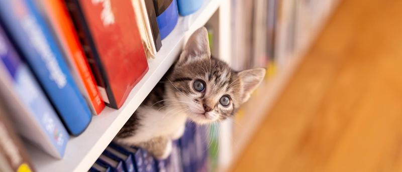 Wie gut kennen Katzenhalter das Wohlbefinden ihrer Tiere?