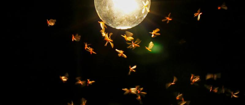 Lichtverschmutzung: Wie künstliches Licht Ökosysteme bedroht