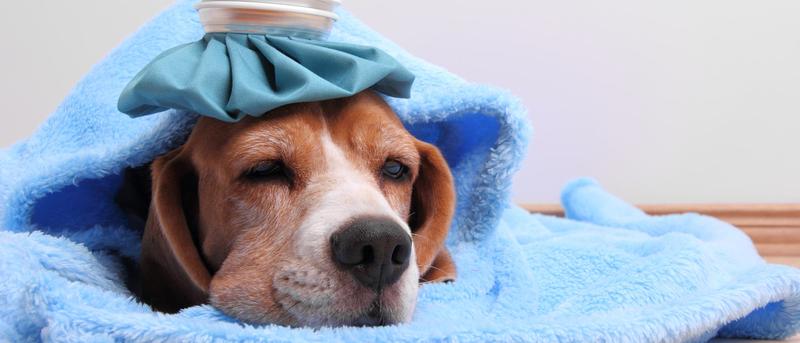 Einfache Zeichen, dass dein Hund Schmerzen hat