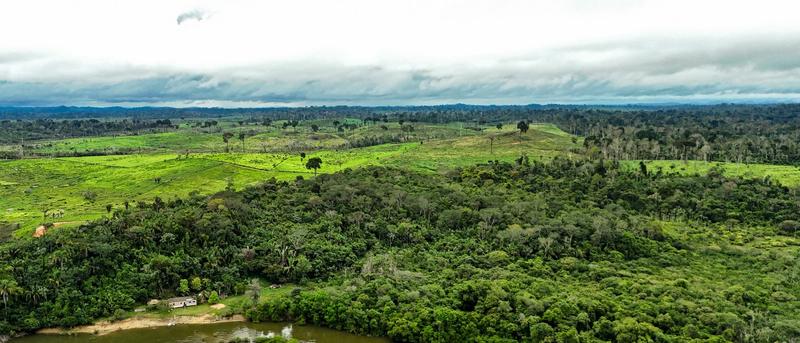 Warum der Amazonas-Regenwald gerettet werden muss