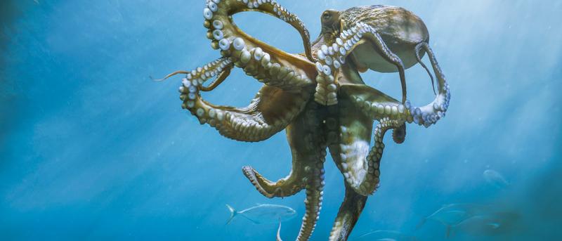 Warum gab es 2025 plötzlich so viele Kraken in England?