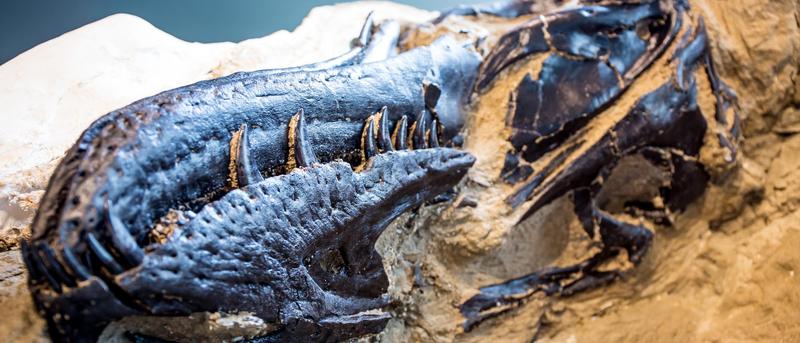 Nanotyrannus: Ein kleiner Verwandter des T. rex
