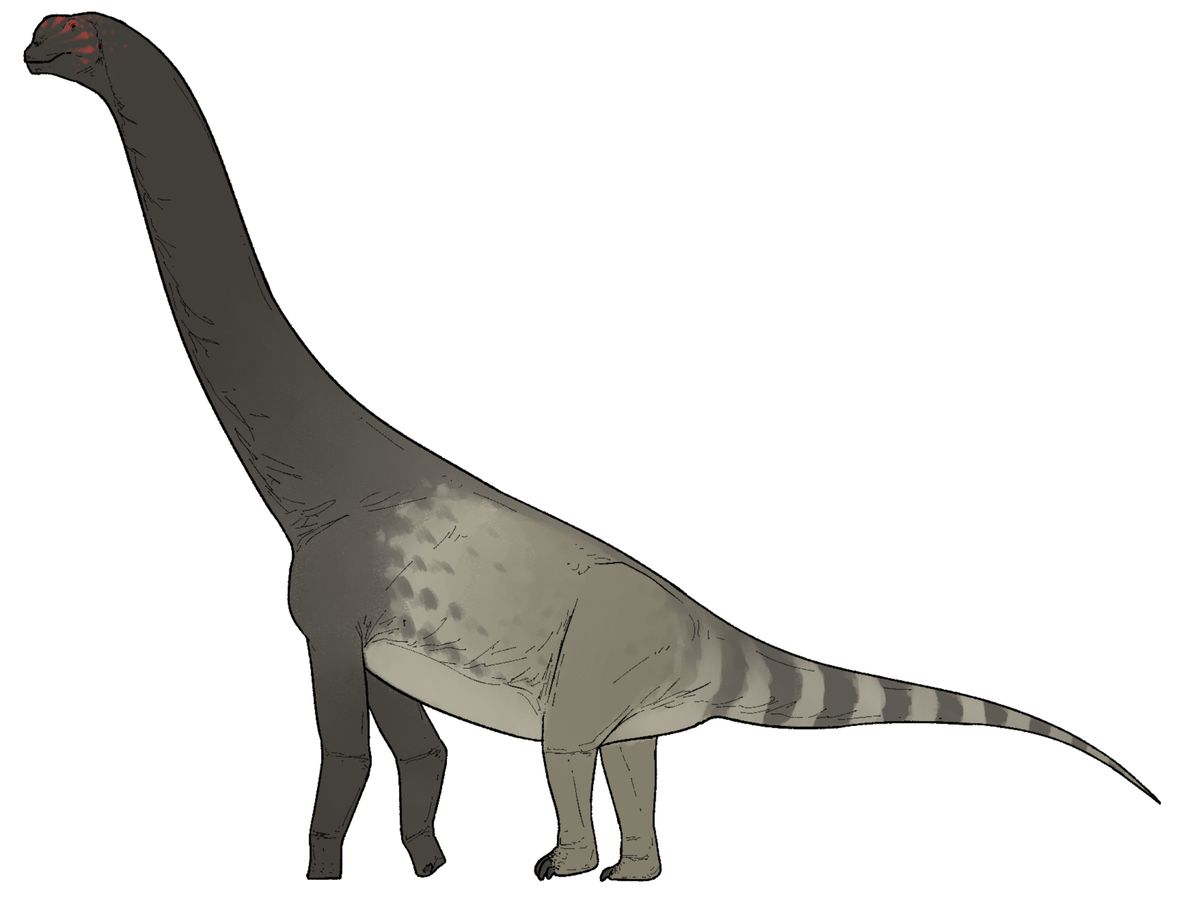 Ein neuer Sauropode aus Patagonien