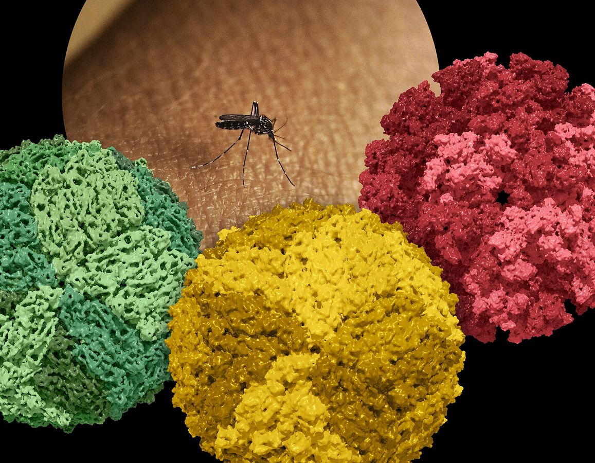 Chikungunya-Virus in Europa: Wie der Klimawandel die Gefahr erhöht