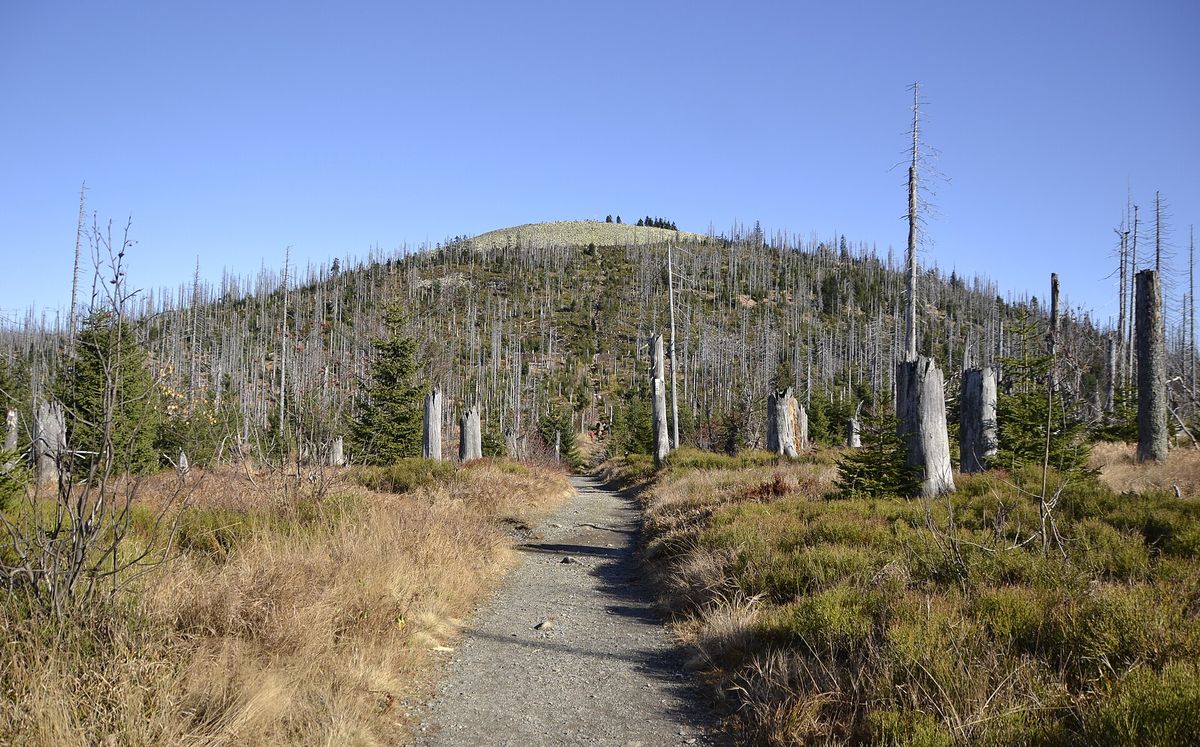 Der Nationalpark Bayerischer Wald – Natur ohne Eingriffe