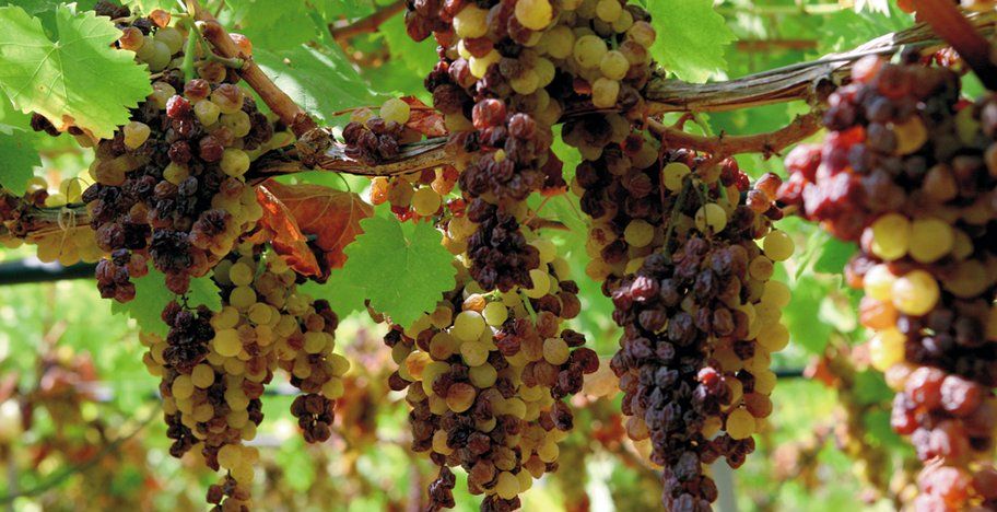 Revidierte Perspektiven auf die antike Weinproduktion: Die zentrale Rolle der Rosinenfermentation