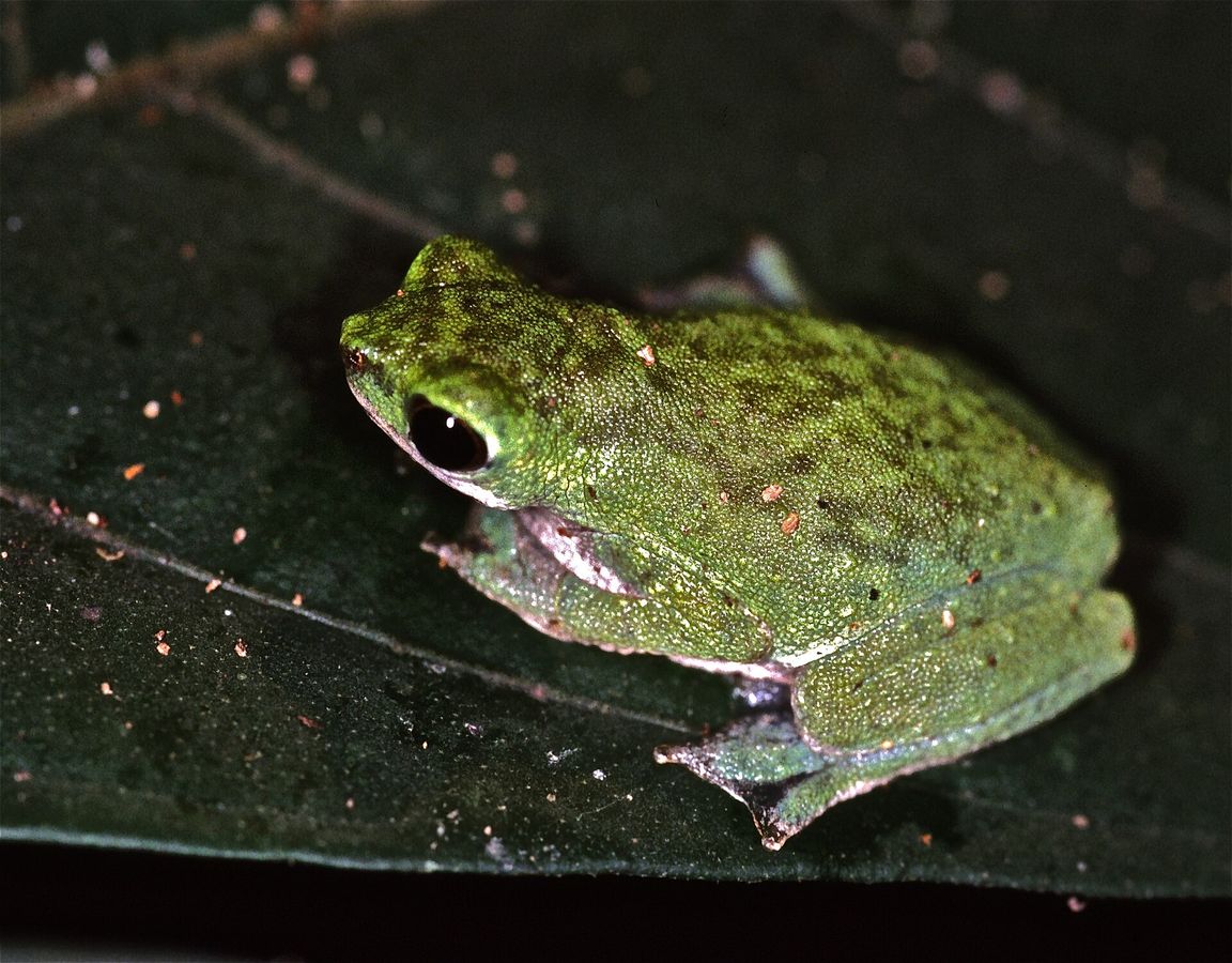 Die evolutionäre Anpassung der lebendgebärenden Baumkröten in Tansania