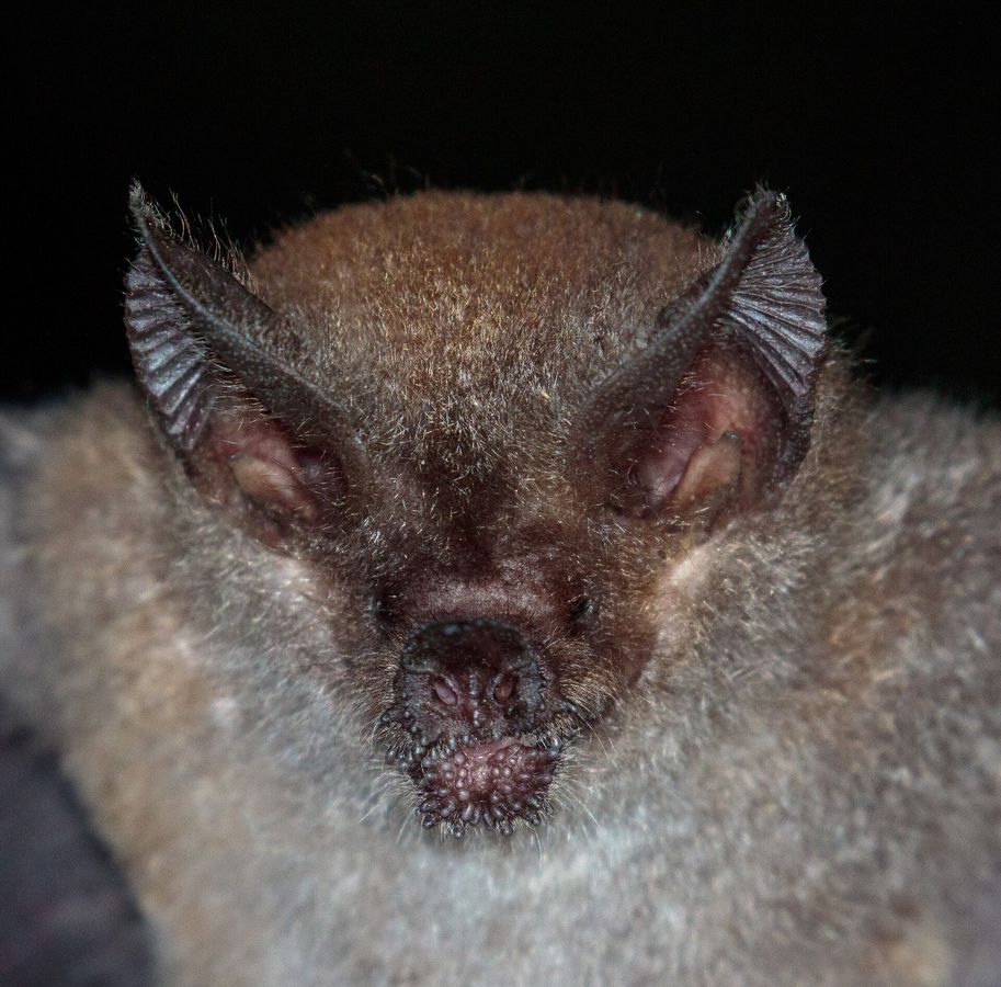 Die erstaunliche Effizienz der Fledermaus _Trachops cirrhosus_