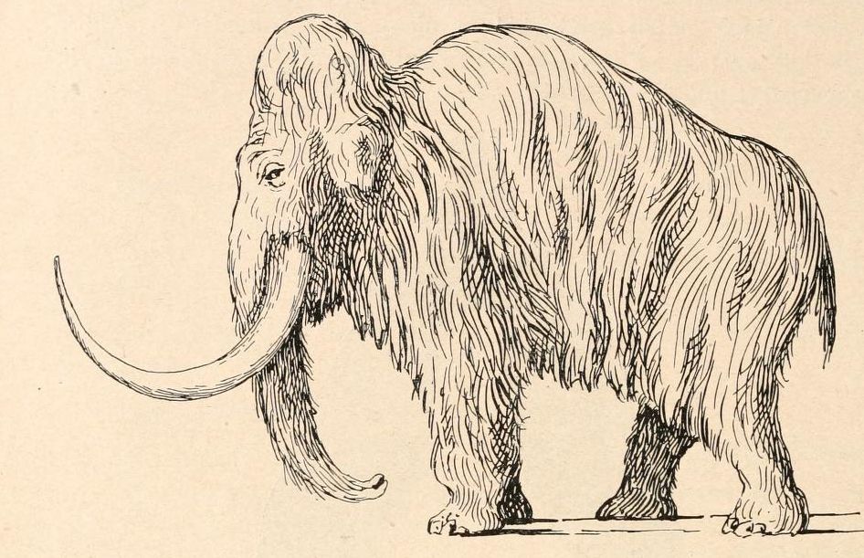 Können wir ausgestorbene Tiere zurückbringen?