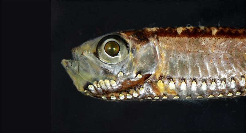 Besondere Augen bei Tiefseefischen