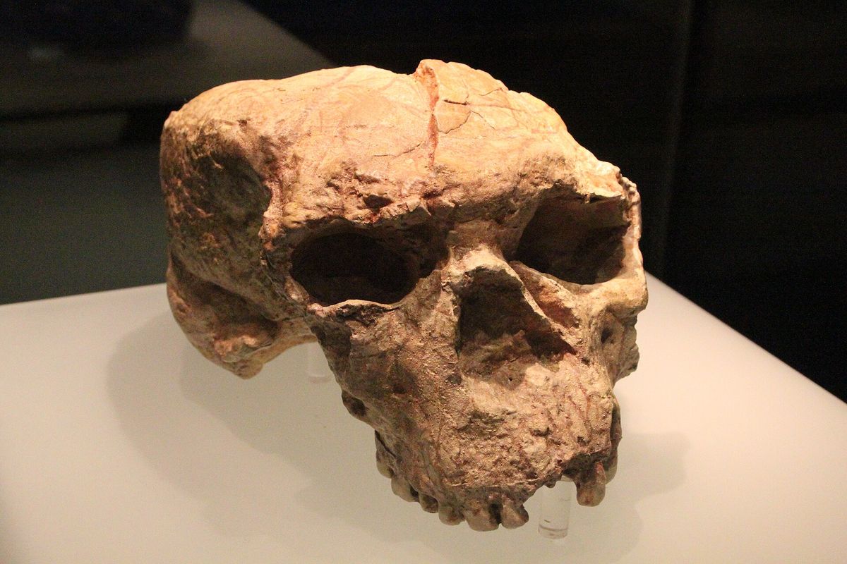 Wie schnell breitete sich *Homo erectus* in Asien aus?
