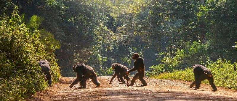 Graecopithecus: Ein Affe mit aufrechtem Gang in Europa?