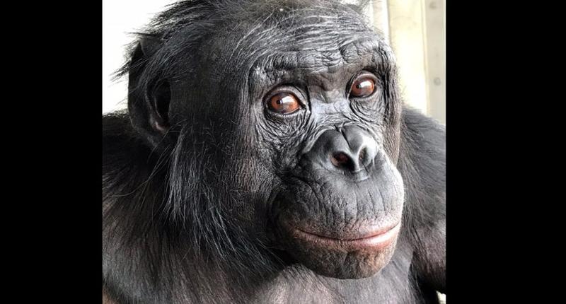 Kanzi und die Dekonstruktion menschlicher Einzigartigkeit: Eine neue Perspektive auf tierische Kognition