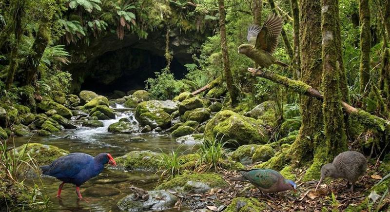 Neuseelands verlorene Vogelwelt: Ein Blick in die Vergangenheit