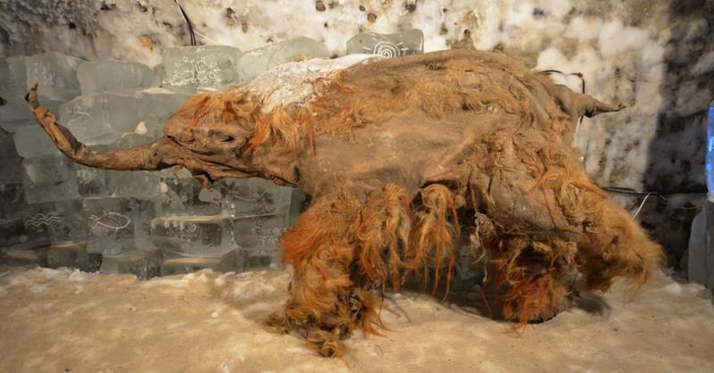 Ein Mammut-Jungtier im Eis