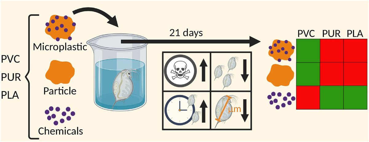 Mikroplastik in Prostatakrebs-Tumoren: Eine neue Gefahr?