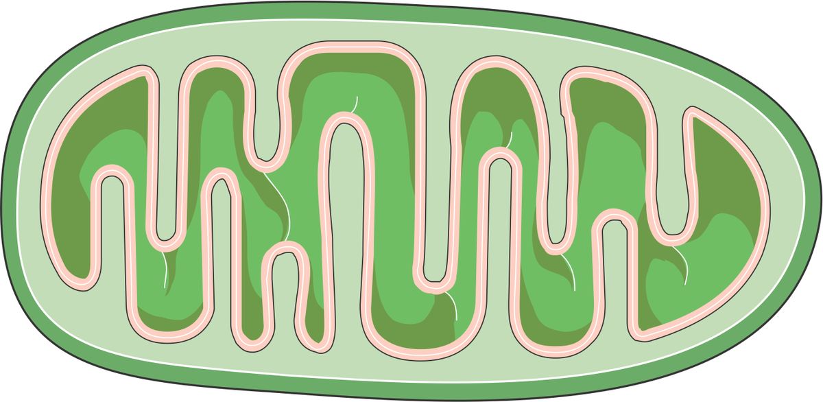 Mitochondrien: Energie für unseren Körper