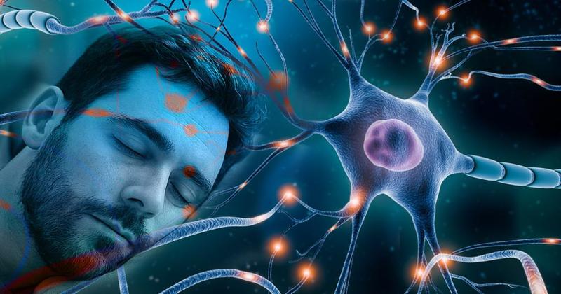 Mittagsschlaf als neurokognitives Regenerationsinstrument: Synaptische Rekalibrierung und ihre Implikationen für die kognitive Leistungsfähigkeit