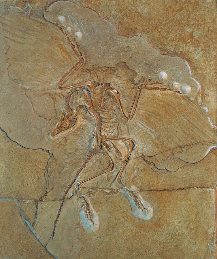 Neue Entdeckungen beim Urvogel Archaeopteryx