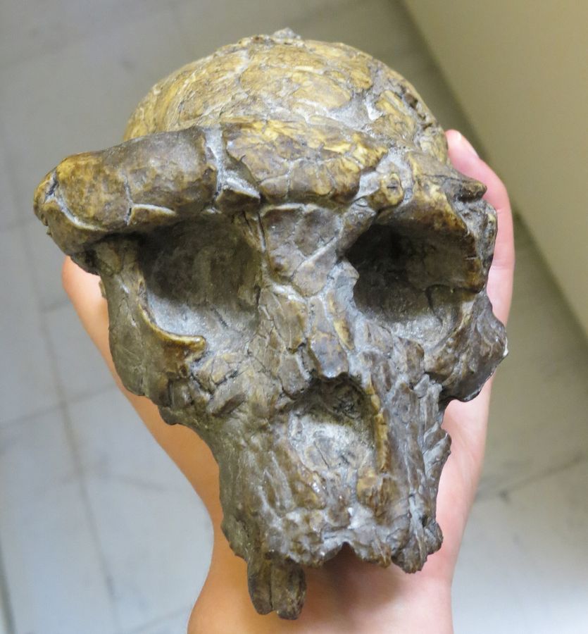 Neue Erkenntnisse über Sahelanthropus: Der erste aufrecht gehende Vormensch