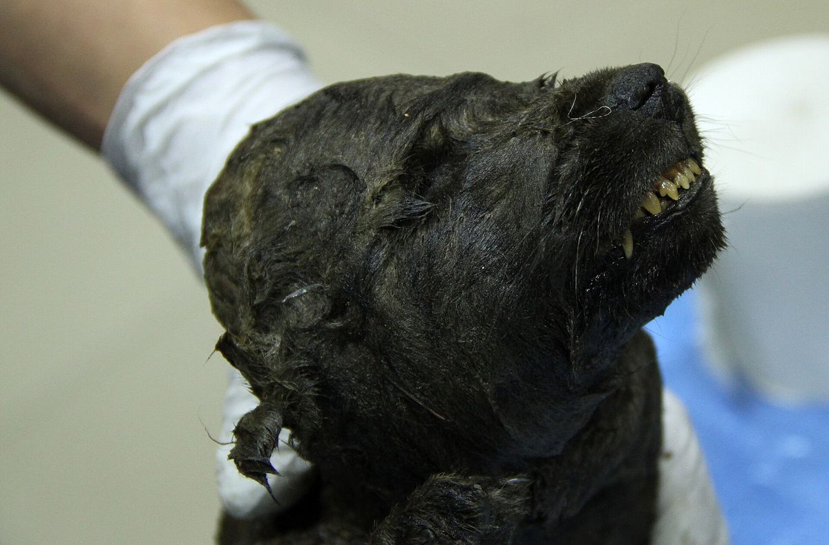 Die Geschichte der Hunde in Europa