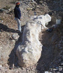 Bicharracosaurus dionidei: Eine bahnbrechende Entdeckung zur Rekonstruktion der Sauropodenevolution in Gondwana