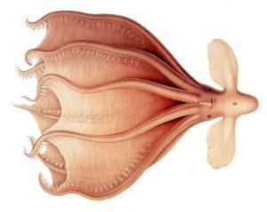 Riesen-Tintenfische: Die größten Räuber der Urzeitmeere