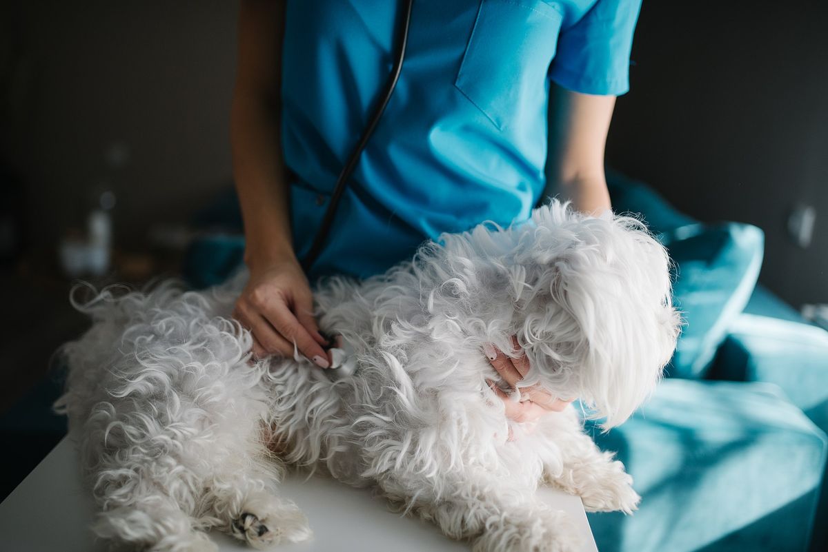 Wie merke ich, wenn mein Hund Schmerzen hat?