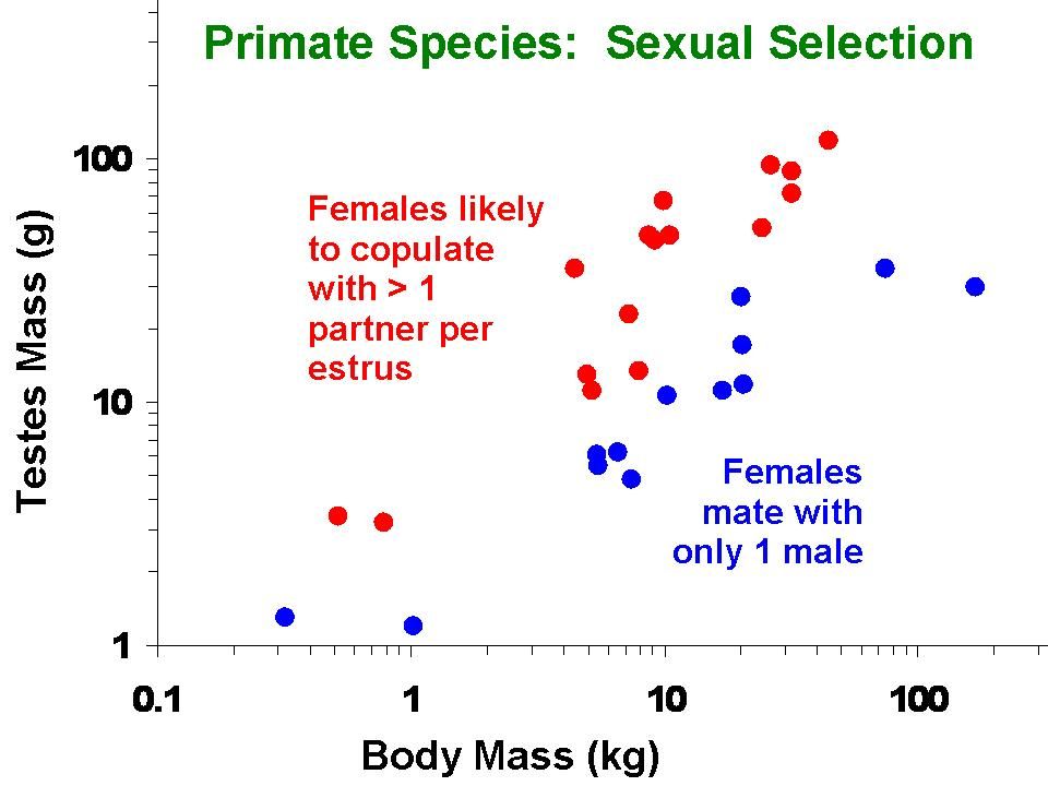 Sexuelle Selektion und die komplexe Evolution der menschlichen Penisgröße: Eine interdisziplinäre Analyse