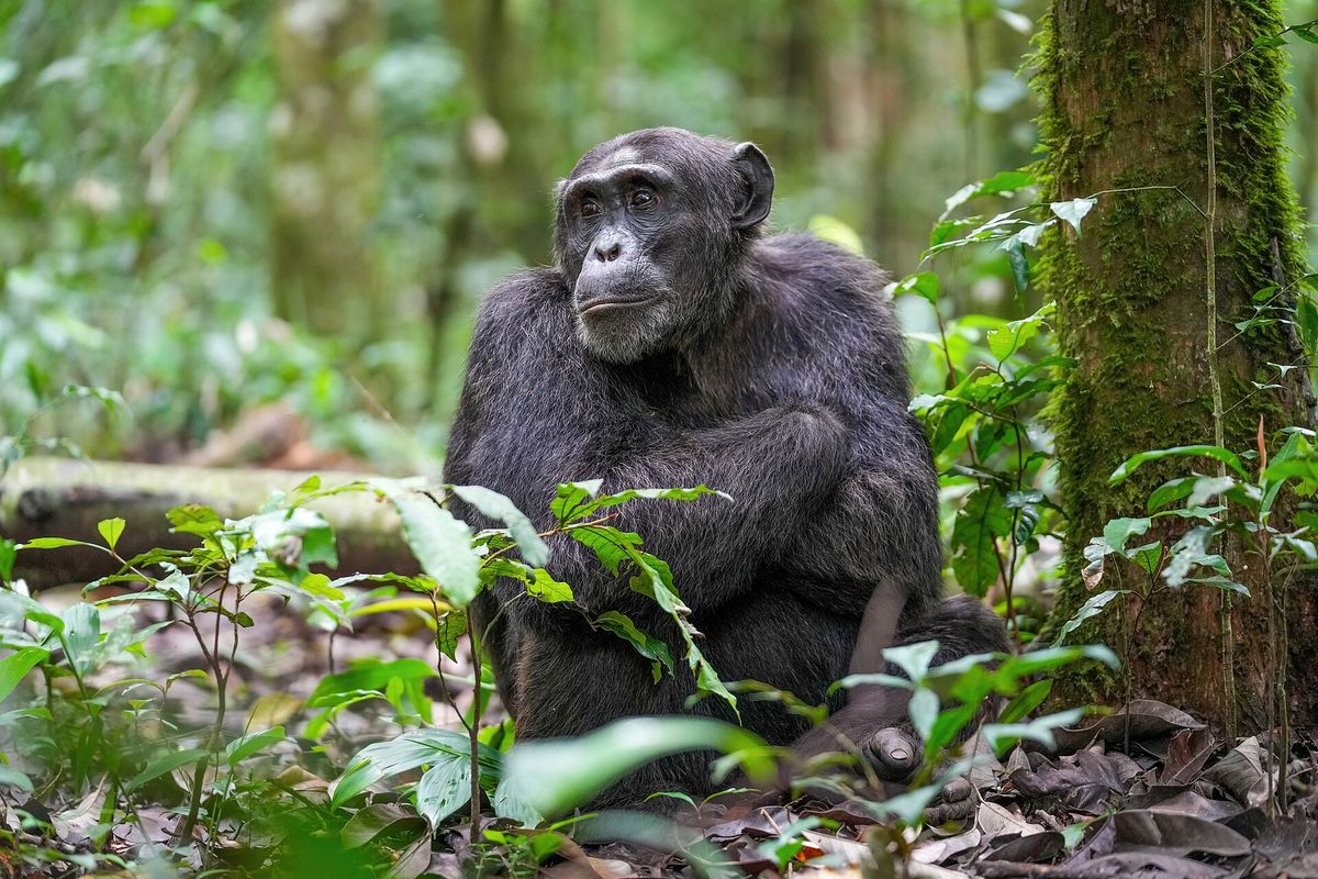 Warum kämpfen Schimpansen in Uganda?