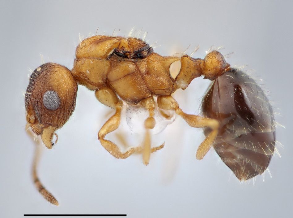 Temnothorax kinomurai: Eine Ameisenart ohne Männchen und Arbeiterinnen