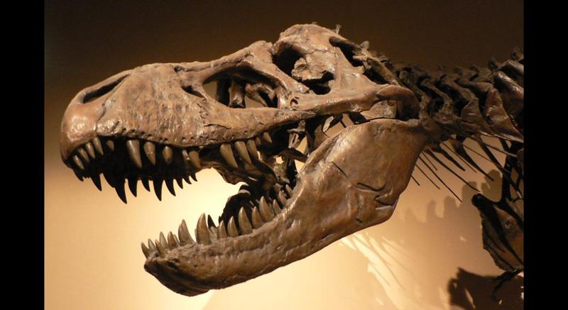 Neue Erkenntnisse: Der Tyrannosaurus rex wuchs langsamer als gedacht