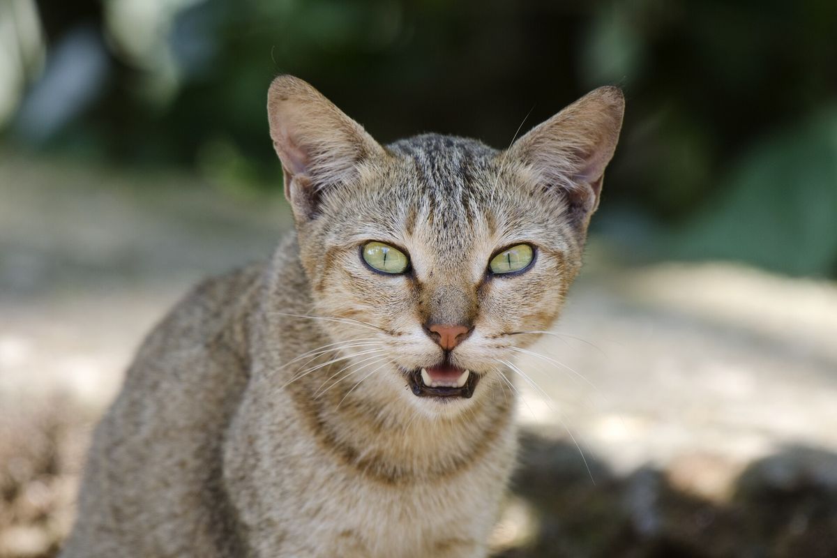 Ist meine Katze glücklich?